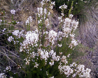 Bruyère (erica multiflora)