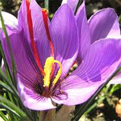 crocus-sativus-safran