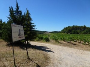 au-mois-d-août-les-vignes-de-la-cabrery-souffrent-de-la-chaleur